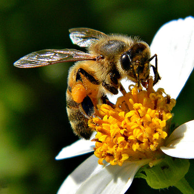 Birks for Bees, Birks for all